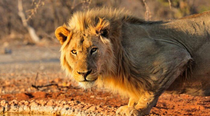 Quanto tempo vivono i leoni: il leone più anziano di sempre
