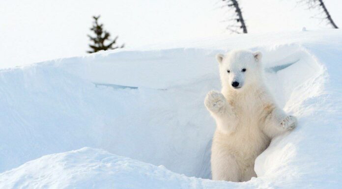 Quanto velocemente riesci a trovare l'orso polare mimetizzato che si nasconde in questo campo innevato?
