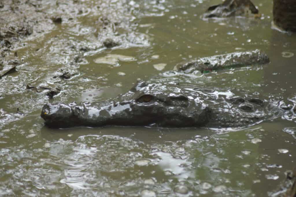 Il coccodrillo emerge dall'acqua completamente mimetizzato