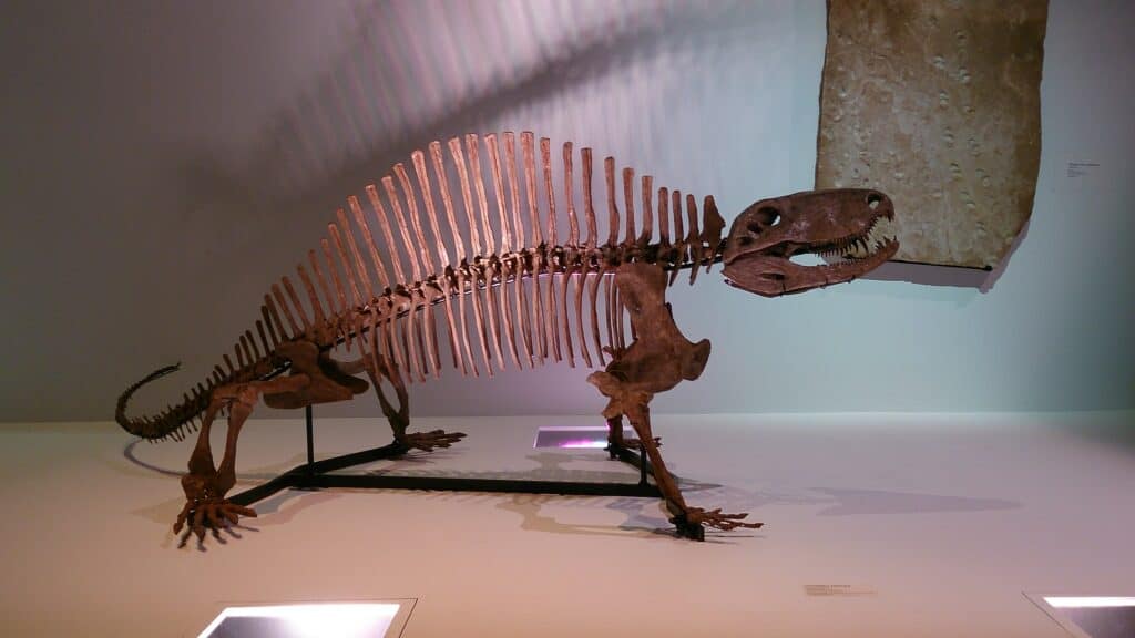 scheletro di pelicosauro
