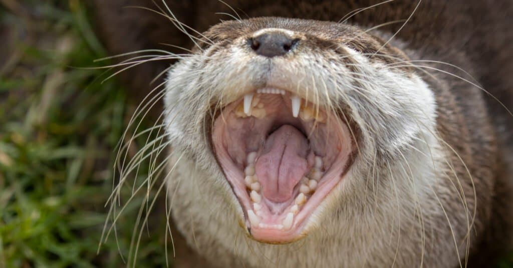 Denti di lontra - Lontra che mostra i denti
