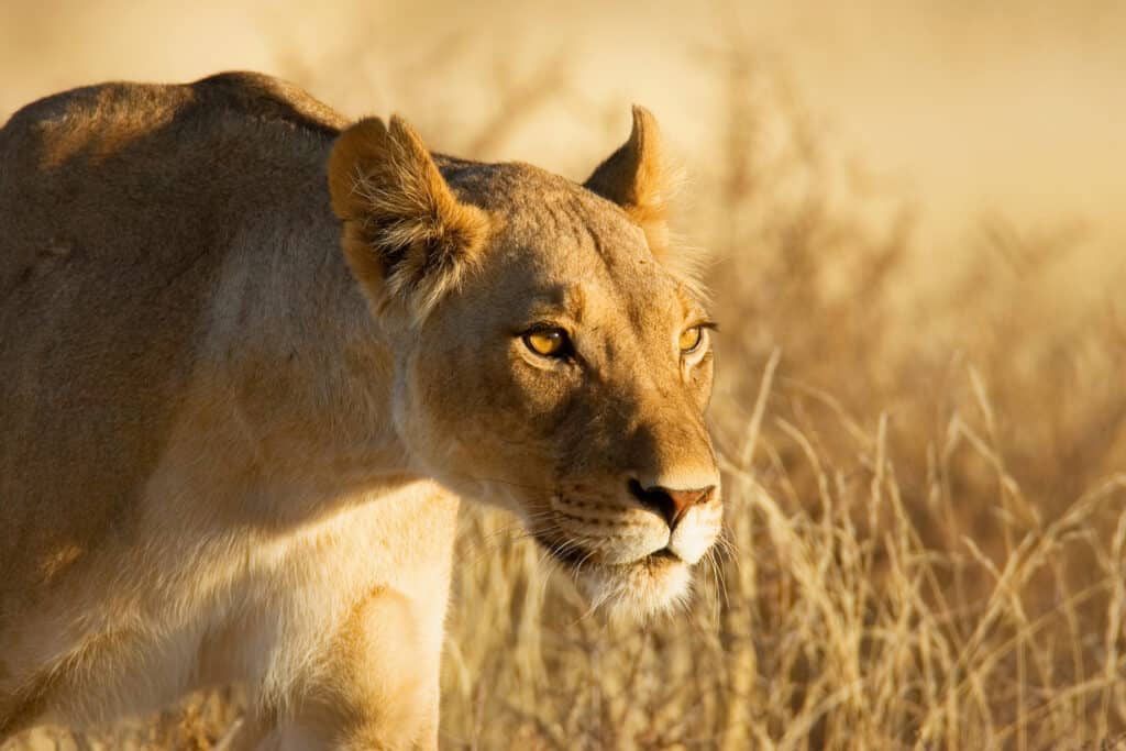 Leone femmina, o leonessa, nel deserto del Kalahari