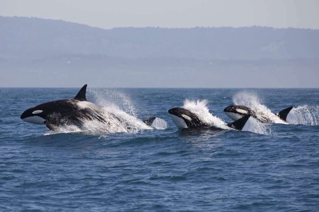 Violazioni del branco di balene