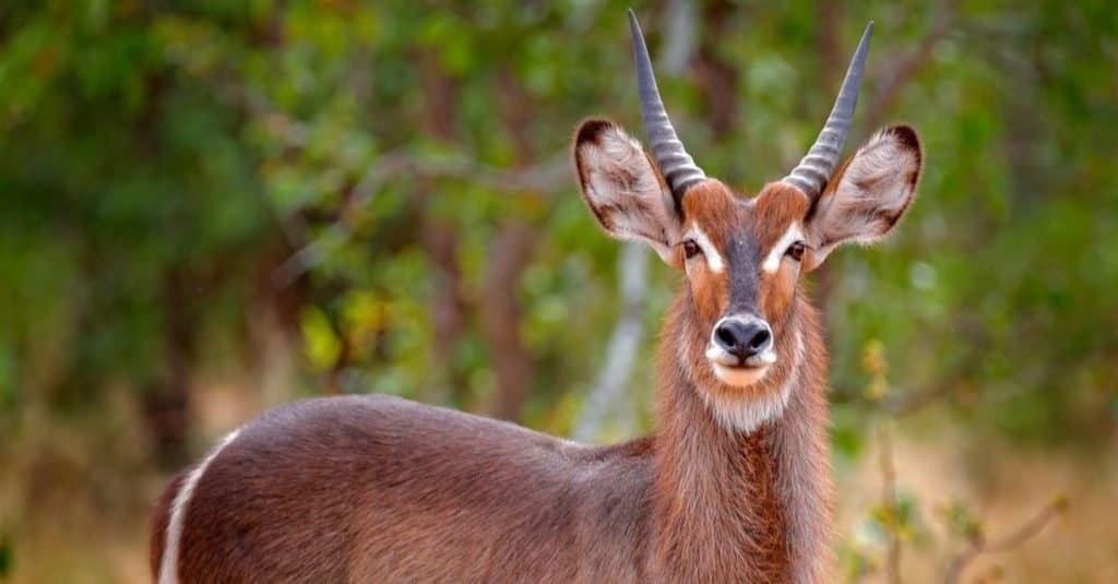 Animali da safari che DEVI vedere: Waterbuck