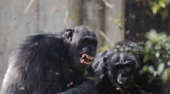 Questo cecchino di scimpanzé spara la propria cacca ai frequentatori dello zoo con una precisione impeccabile
