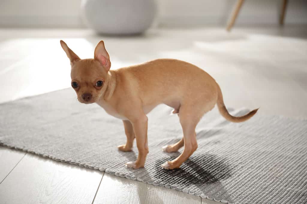 Chihuahua accanto al punto umido - Cane che fa pipì in casa