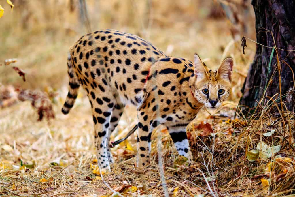 Gatto serval