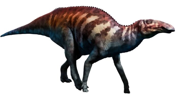 Questo gigantesco dinosauro era davvero una preda per il T-Rex?
