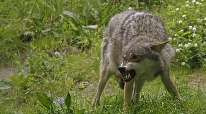 Questo grizzly e il lupo grigio non riescono a capire chi sia l'alfa in una situazione di stallo
