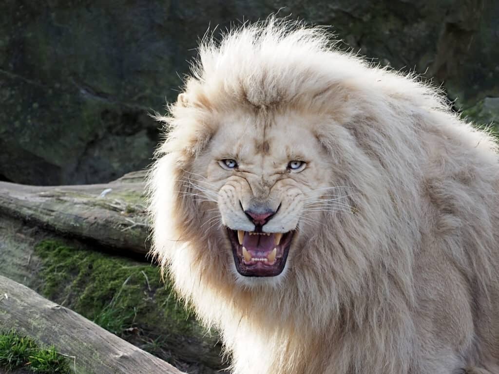 I leoni bianchi hanno una rara mutazione cromatica