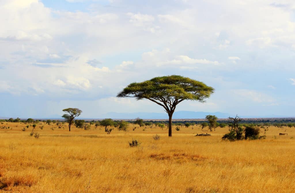 Paesaggio della savana africana nel parco nazionale orientale di Tsavo, Kenya