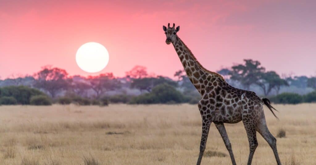gli animali possono uccidere un leone: giraffa al tramonto