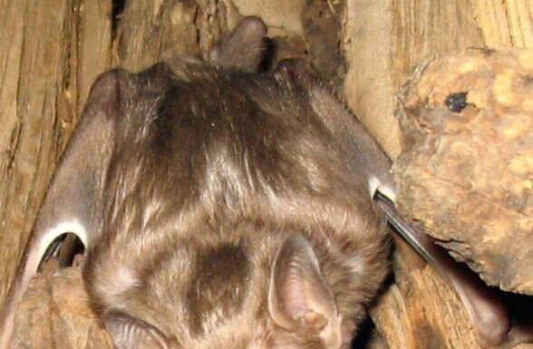  Cosa mangiano i pipistrelli vampiri?  Gli animali sorprendenti che cacciano!
