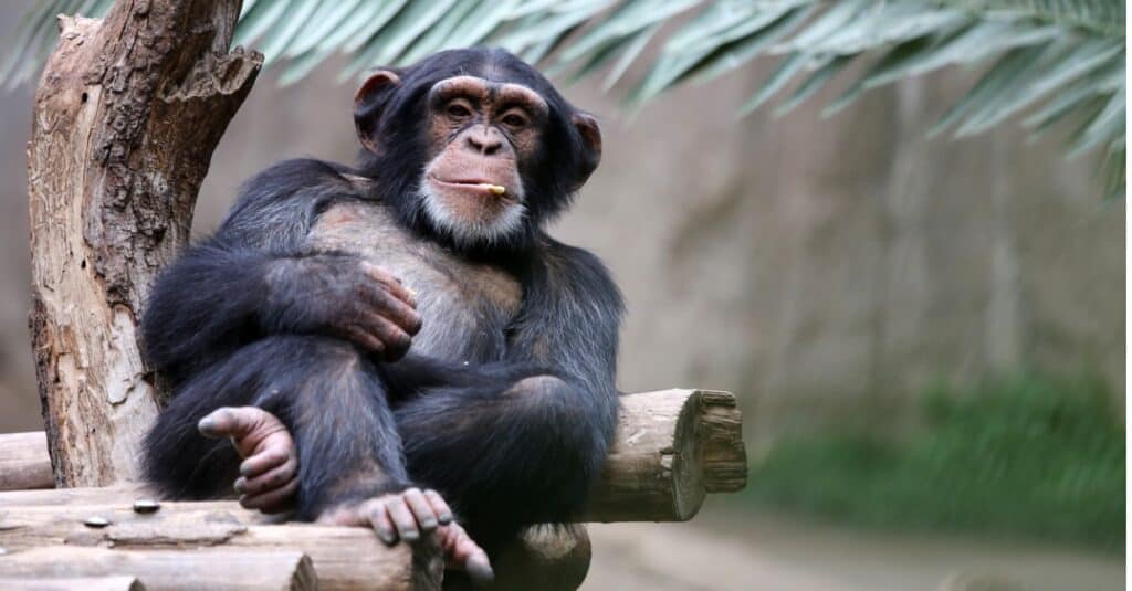 animali che mangiano i loro piccoli: scimpanzé