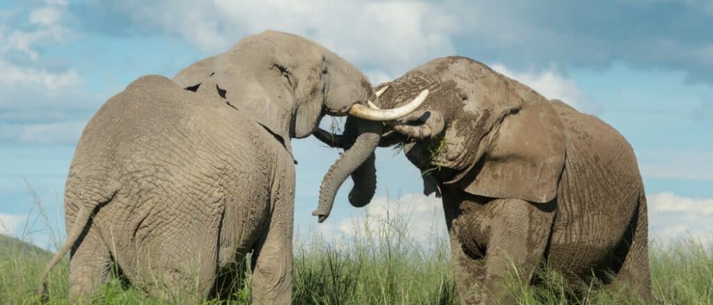 elefanti che combattono