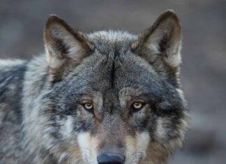 Quest'uomo ha un incontro spiacevolmente ravvicinato con un lupo nero dall'aspetto terrificante
