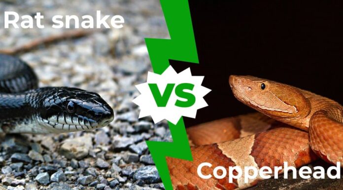 Rat Snake vs Copperhead: 7 differenze chiave spiegate
