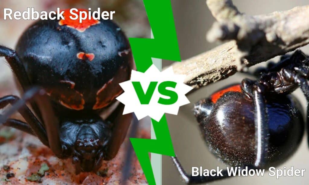 ragno redback vs ragno vedova nera