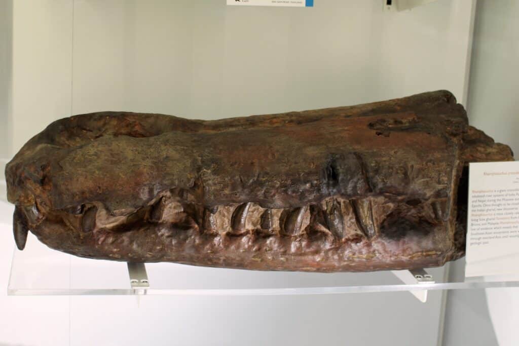 Cranio di Rhamphosuchus crassidens al Museo di Zoologia dell'Università di Cambridge, in Inghilterra.