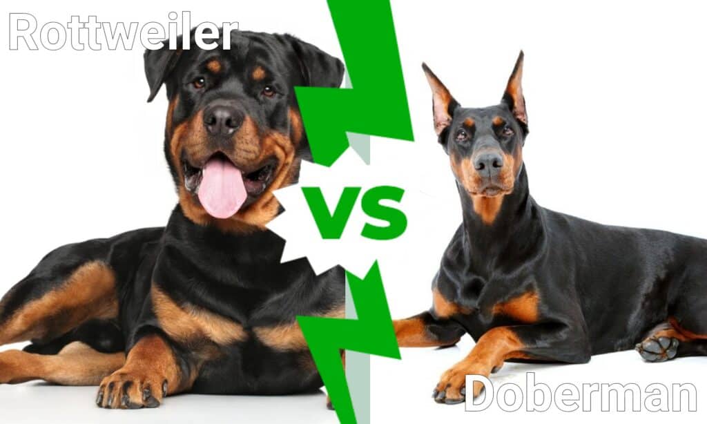 Rottweiler contro Dobermann