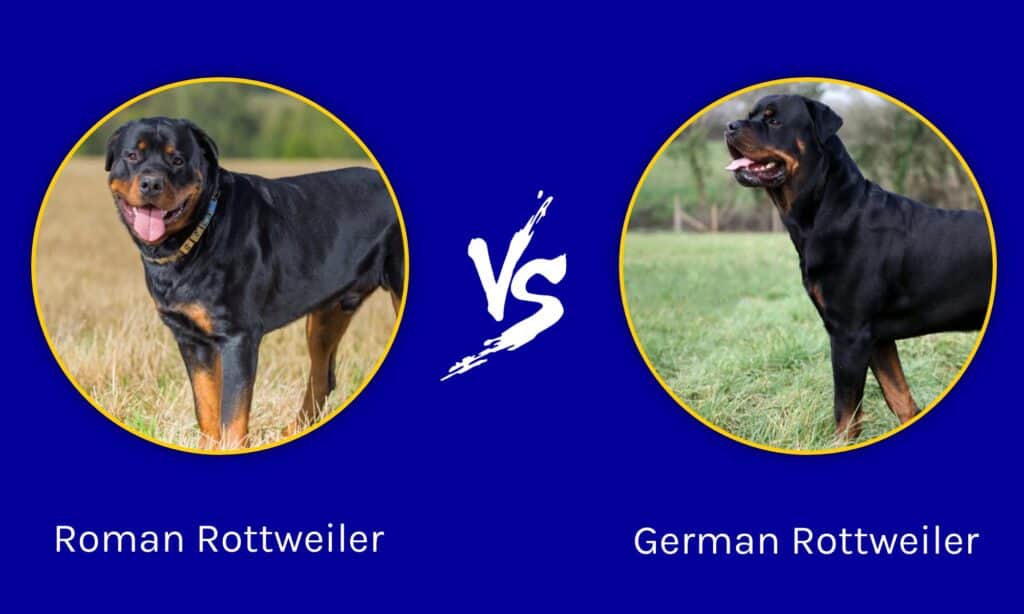 rottweiler romano contro rottweiler tedesco