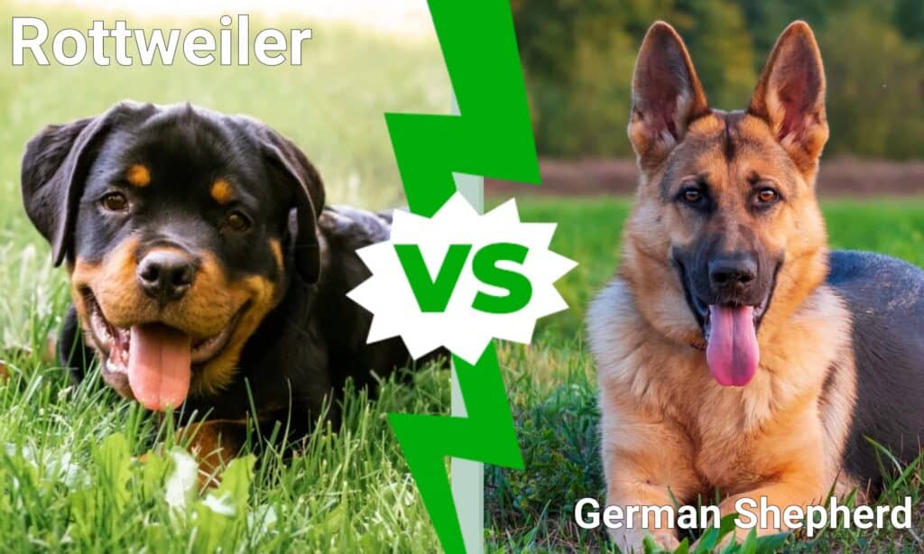 rottweiler vs pastore tedesco