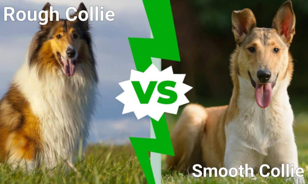 Rough Collie vs Smooth Collie