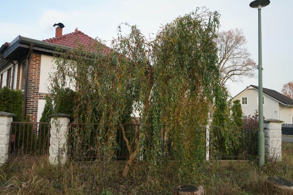 Salix matsudana, il salice cavatappi, è una specie di albero ornamentale della famiglia delle Salicaceae.  Berlino, Germania