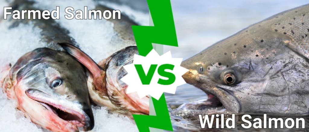 Salmone d'allevamento vs salmone selvaggio