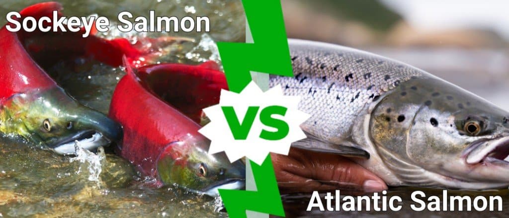 Salmone rosso vs salmone atlantico