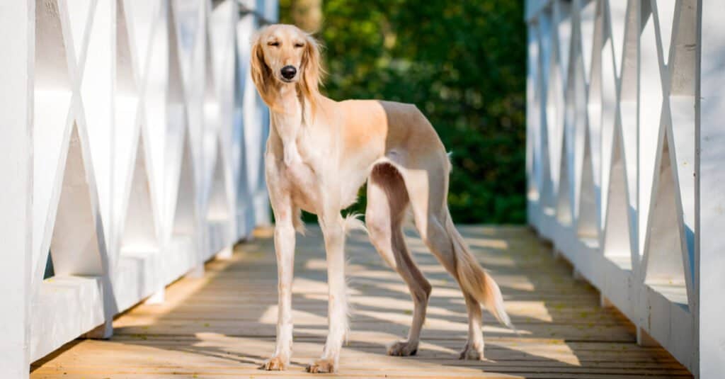 Saluki in piedi su un ponte