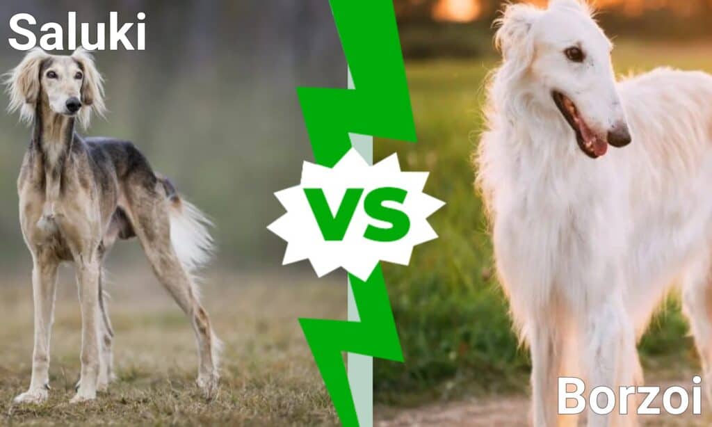 Saluki vs Borzoi