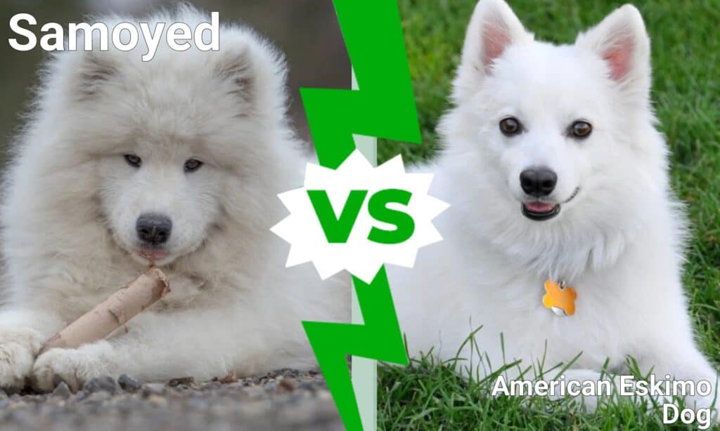 Samoiedo contro American Eskimo Dog