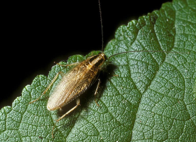 Gli scarafaggi esistono perché sono bravi a ripulire l'ambiente.