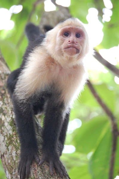 Scimmia cappuccina dalla faccia bianca nel Parco Nazionale Manuel Antonio, Costa Rica