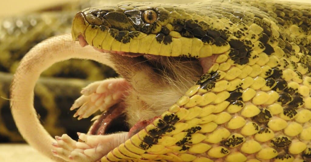 Cosa mangiano le anaconda - Anaconda gialla che mangia un roditore