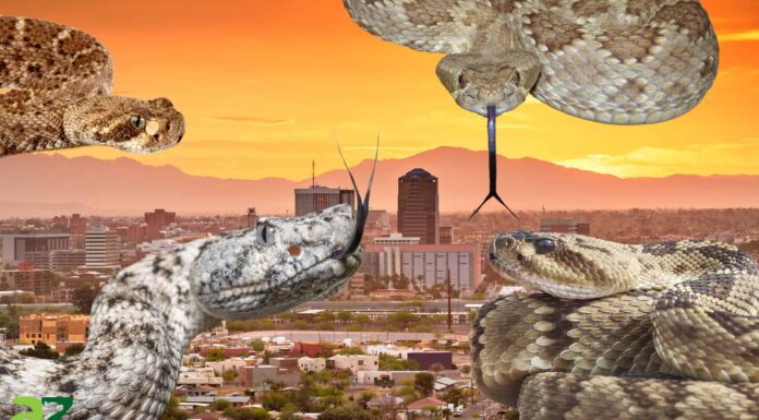 Scopri 15 tipi di serpenti a sonagli in Arizona
