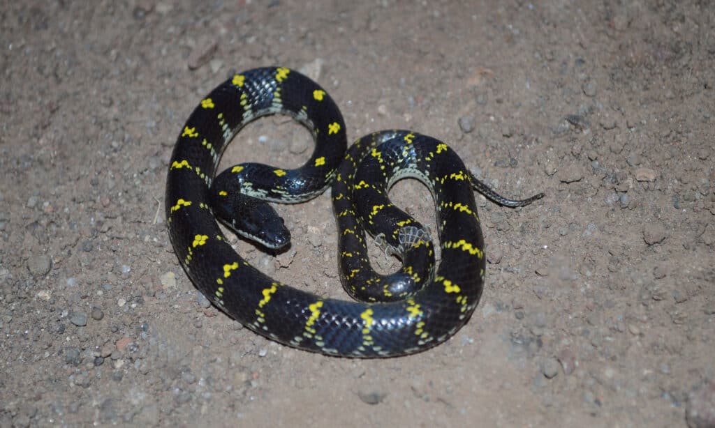   Serpente lupo maculato giallo