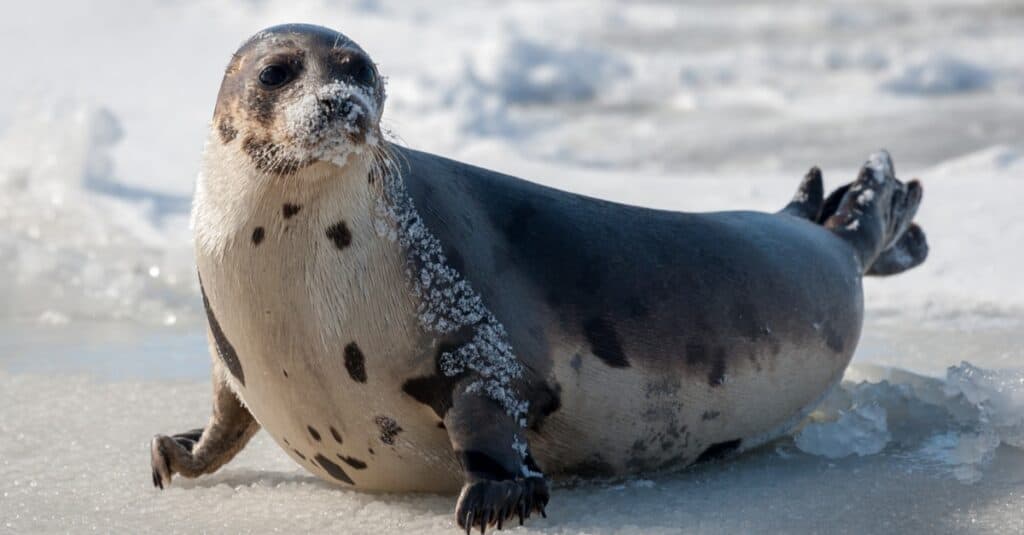 Una grande foca grigia giace su una lastra di ghiaccio con la faccia e il corpo coperti di neve.