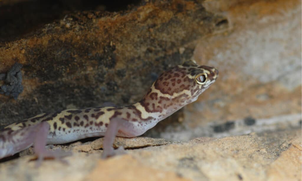 Gechi in Texas - Texas Banded Gecko