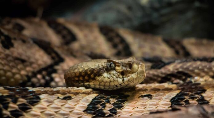 Scopri 5 specie di serpenti in via di estinzione che abitano nel New Jersey

