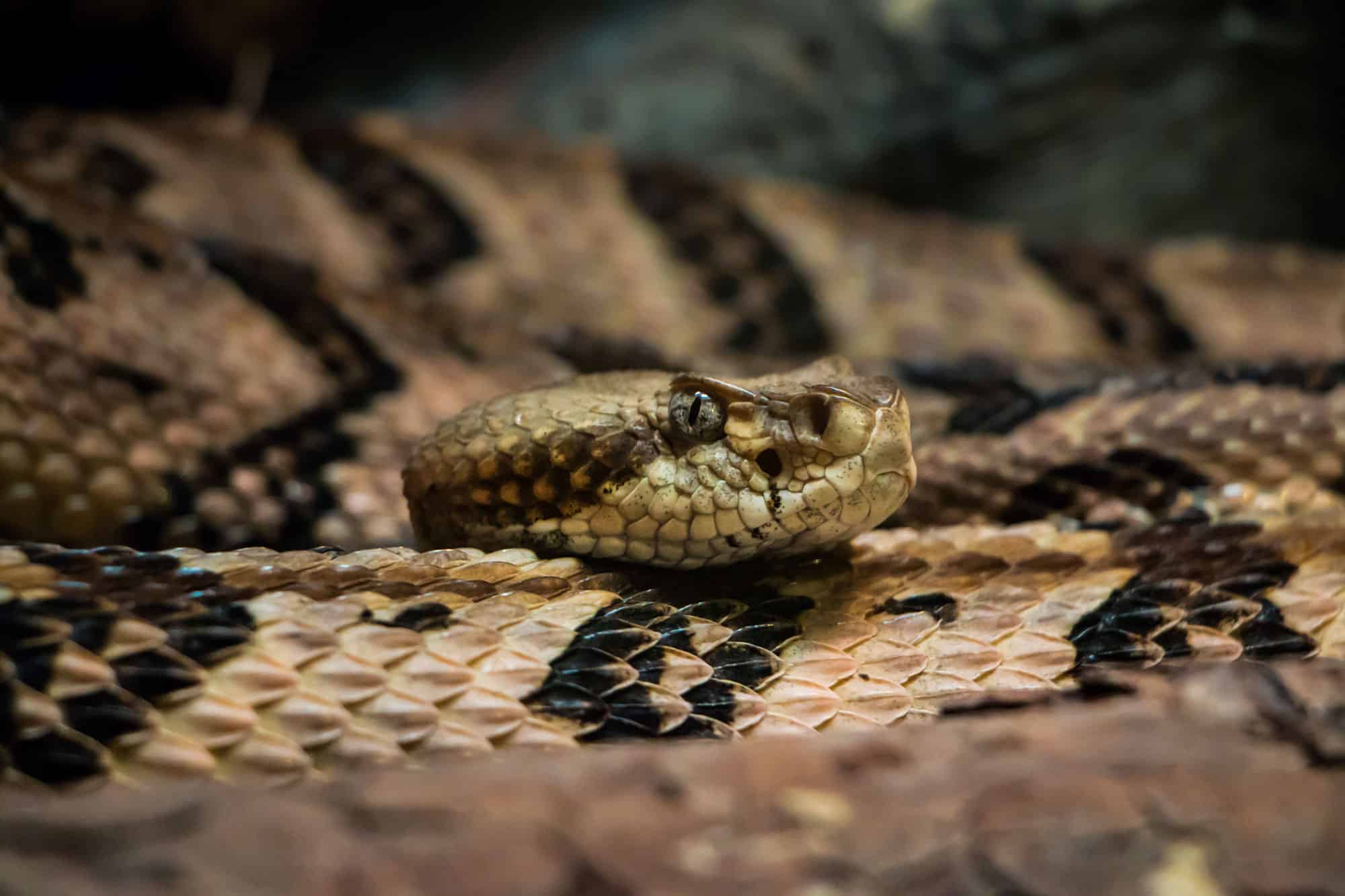 Serpente a sonagli del legno (Crotalus horridus)