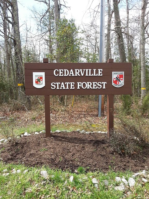 Foresta demaniale di Cedarville