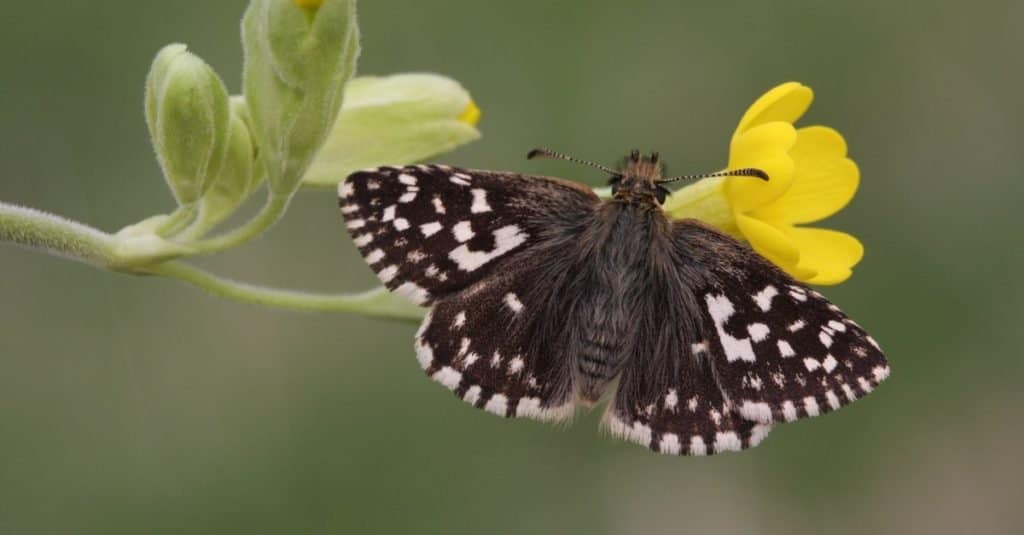 Farfalle più piccole: Skipper brizzolato