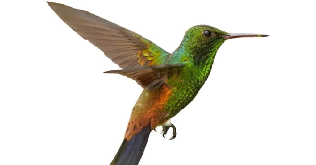 Colibrì verde e caraibico con ali e coda color rame su sfondo bianco