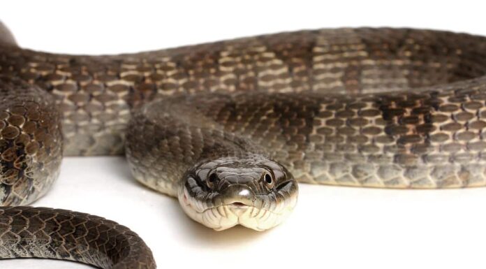 Scopri i 10 tipi di serpenti d'acqua che vivono negli Stati Uniti
