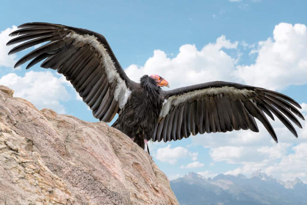 Uccello del condor della California su una roccia con le ali spiegate contro il cielo blu