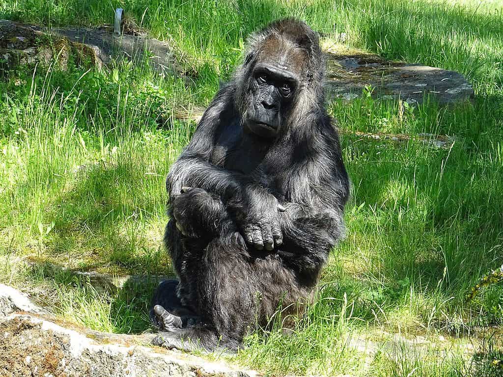 Zoo di Berlino Gorilla Fatou maggio 2018