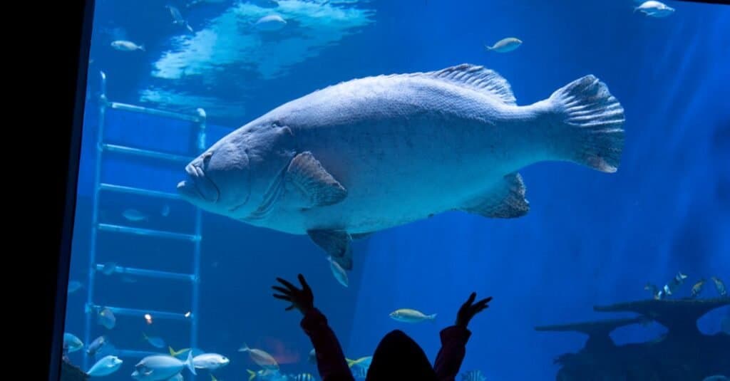 Tipi di pesci rari: branzino gigante
