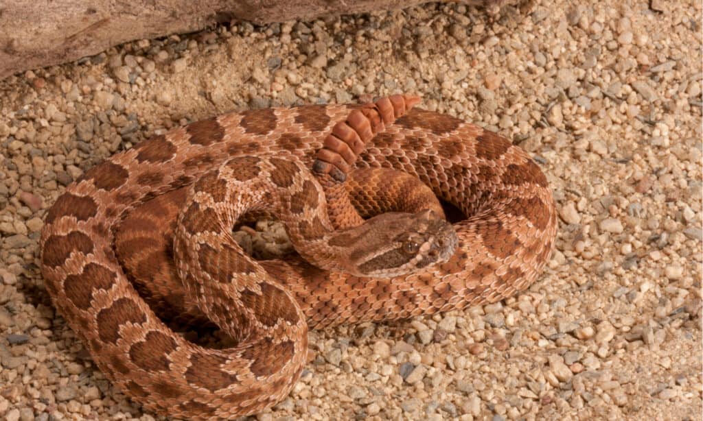 Hopi Rattlesnake - Un serpente a sonagli messaggero verde